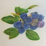 Sprig of Blueberries