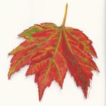 Fall Leaf