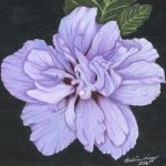 Rose of Sharon